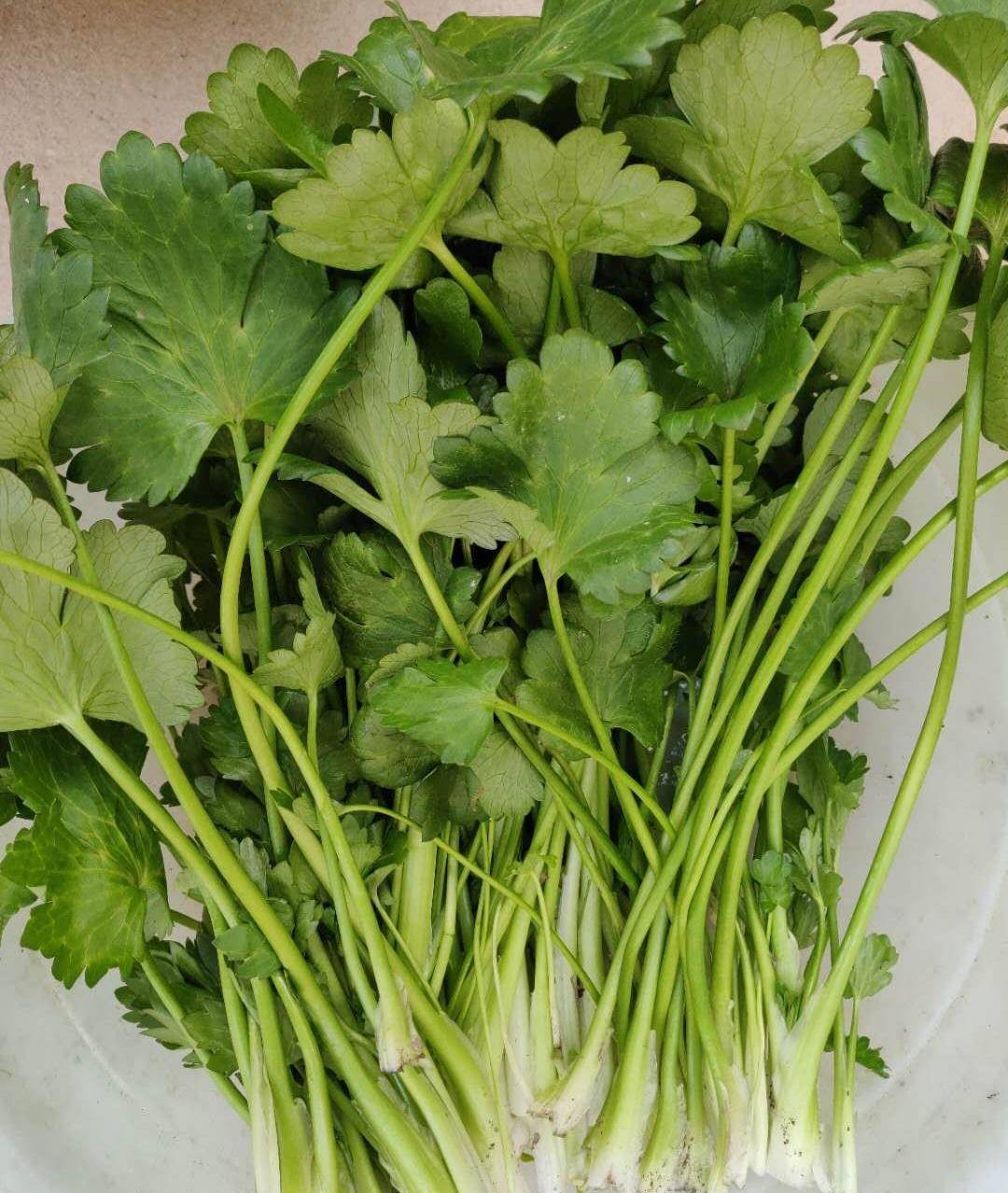 水芹菜是一种多年生的草本植物,生长在河边的湿地上,它的嫩茎及叶柄供