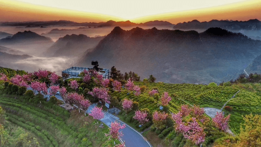 牛角山茶业图片