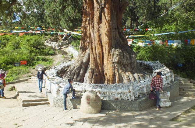 国内唯一的柏树王园林，藏有3200岁的巨柏，被称为“巨柏王”