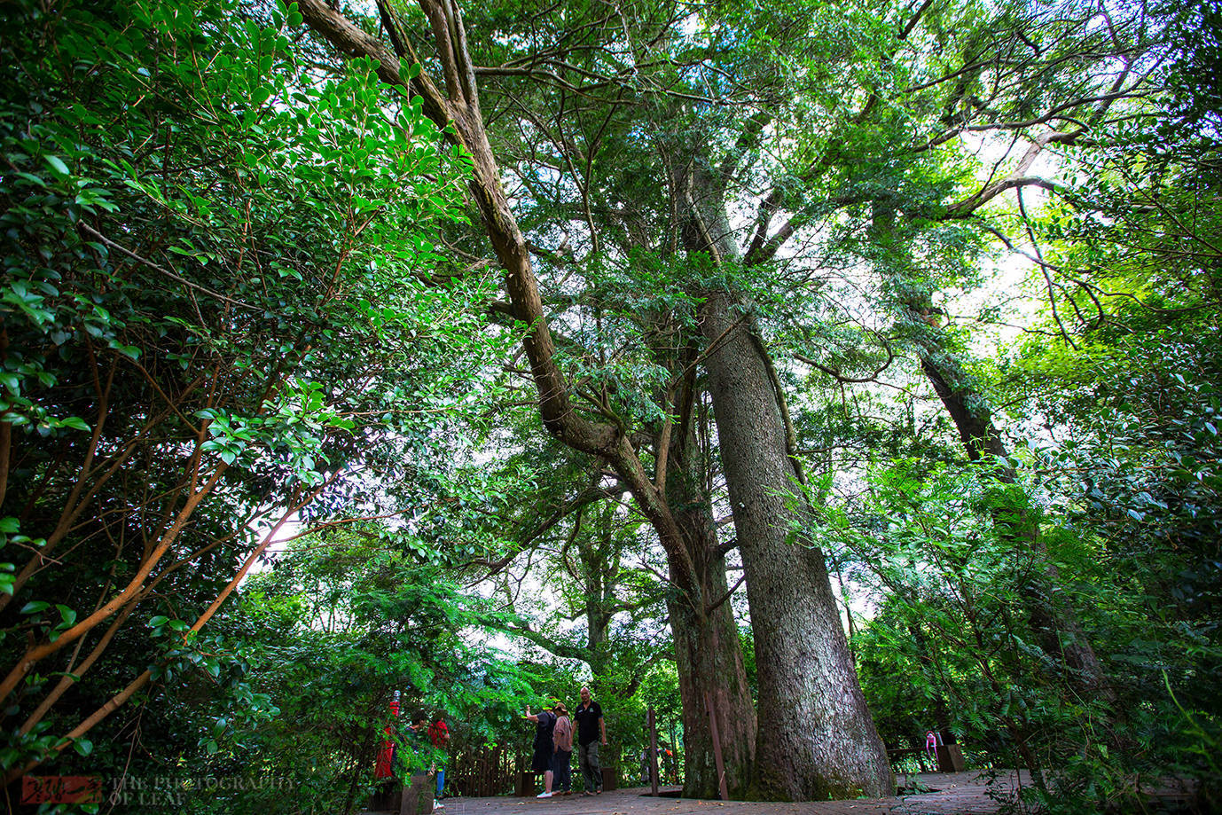 福建发现一罕见古树群，有两棵千年古树相扶相拥，成为有名爱情树