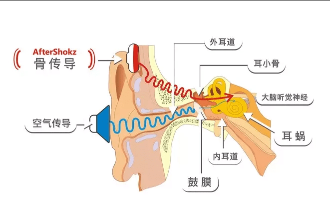 首先我们先来了解一下骨传导耳机的工作原理是如何的,骨传导其实就是
