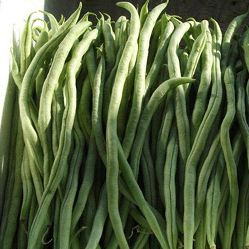 原创懒汉也能种好的豆角品种不搭架不爬藤种植管理超简单