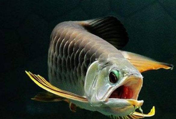 养新手选哪种观赏鱼更容易养 这三种观赏鱼 鱼缸里想养死都难 龙鱼 问题 中型