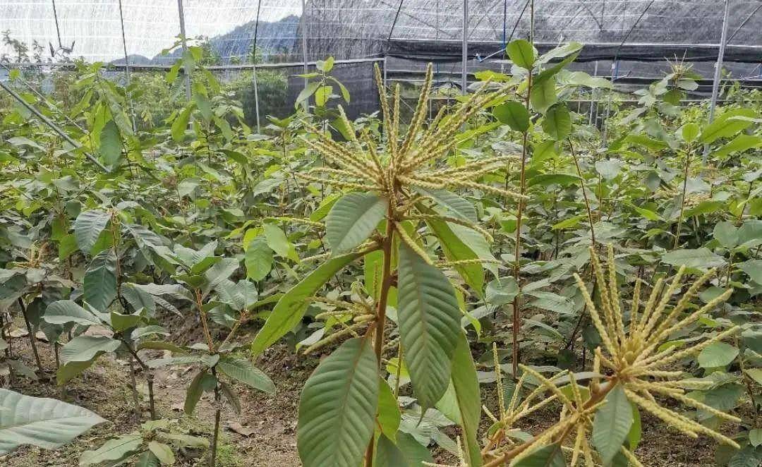 原创创新发展思路带动乡亲致富清远市佛冈县喜莱益肾子种植专业合作社