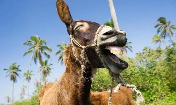 野驴_狼群_动物