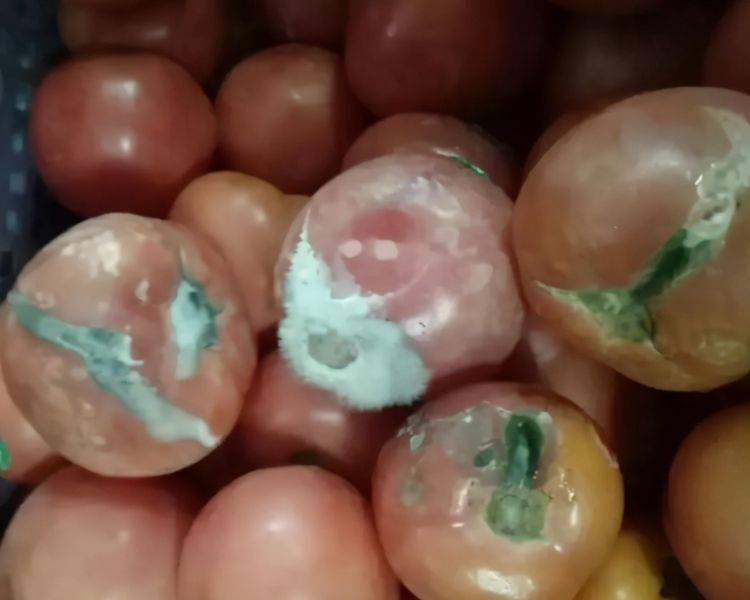 第二个,腐烂的西红柿,我们可以直接将其榨成汁儿,用这些西红柿汁来擦