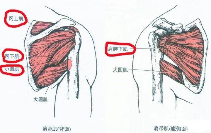 肩袖肌群主要由4個小肌肉群組成,包括:岡上肌,岡下肌,小圓肌和肩胛下