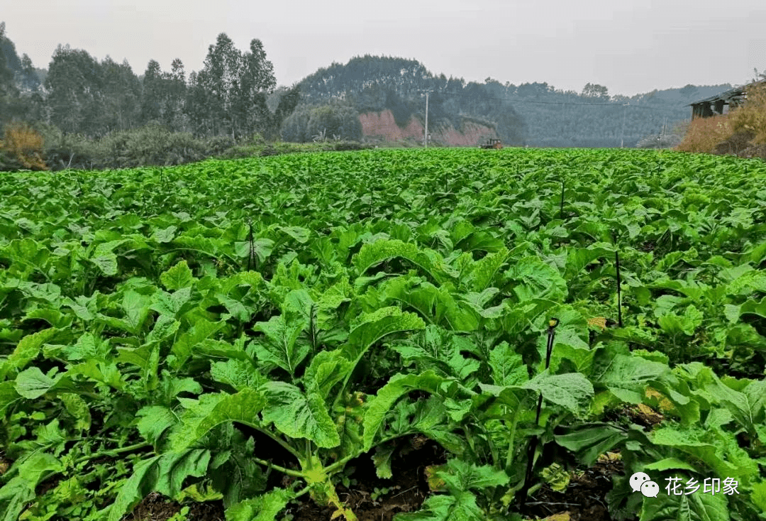 南乡镇:大头菜种植有奔头_陈塘村_马增芳_集体经济