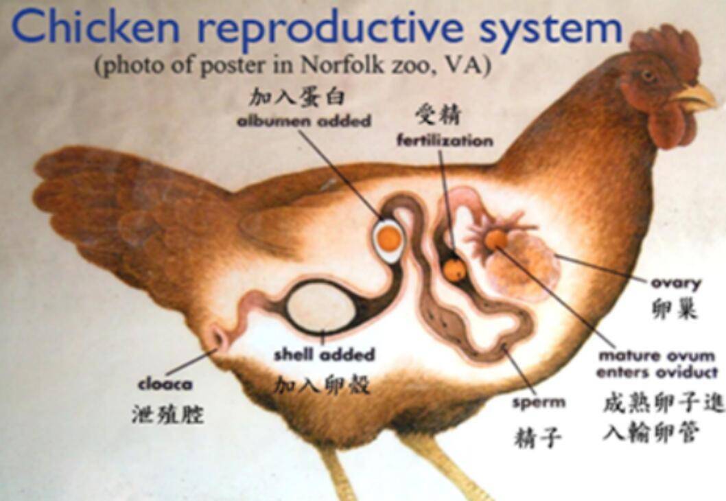 产生卵细胞,然后在这一个阶段当中卵黄不断地沉积,最终进入泄殖腔当中