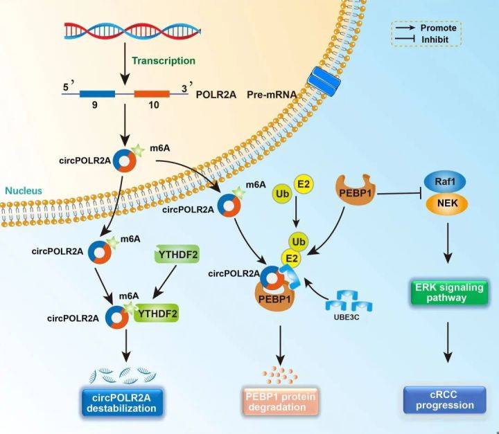 环状rna参与肾透明细胞癌发展的研究进展_circrna_al_et