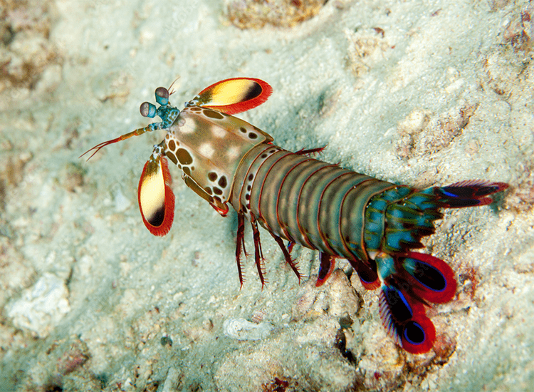 不过,雀尾螳螂虾虽然漂亮,却是个狠角色,最为人津津乐道的,就是它威力