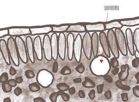 橘皮油细胞手绘图图片