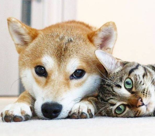 如何让你的猫咪和狗狗和平相处,这八大禁忌你了解吗?