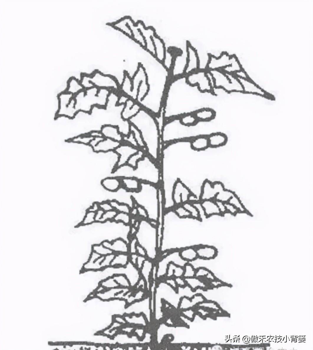 原创种植西红柿辣椒茄子如何整枝才能更高产