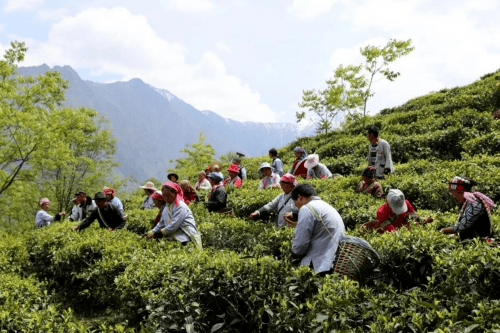 亚朵村的茶瓶装图片