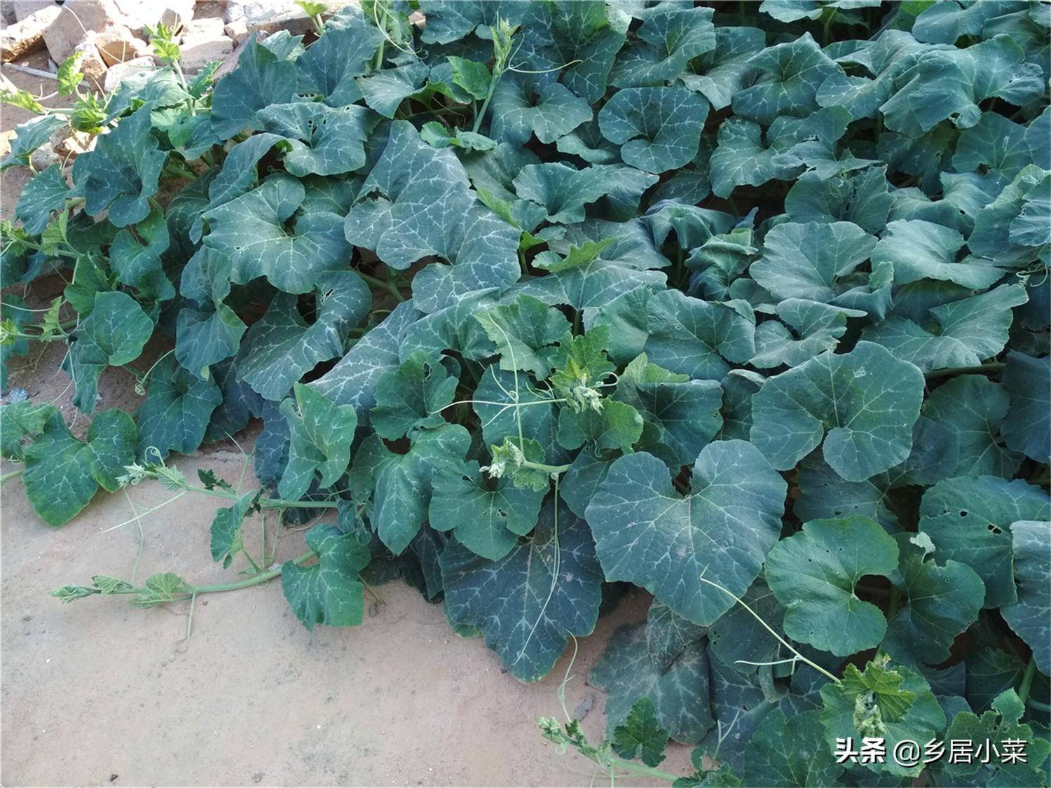 种菜只为果或叶？天暖种植两种家常蔬菜，嫩茎叶果实皆可吃太划算