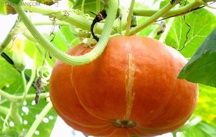 女性不妨多吃3种食物 补充营养 延缓衰老 好处多多 莲藕 花椰菜 肠道