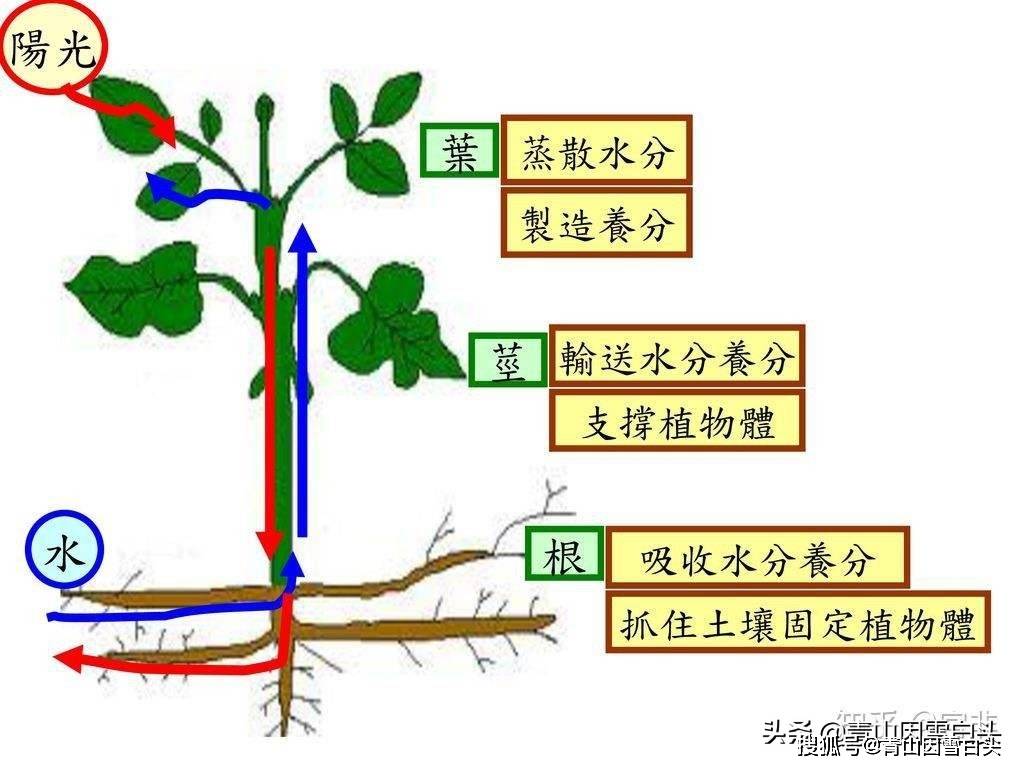 温度和湿度对园林植物生长的影响_开花_条件_新品种