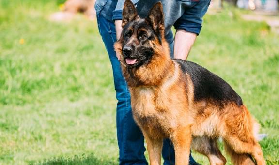 科普 一只优秀的警犬 身上应该具备的品质 能力 你都知道吗 狗狗 训练 人类 科普 一只优秀的警犬 身上应该具备的品质 能力 你都知道吗 狗狗 训练 人类