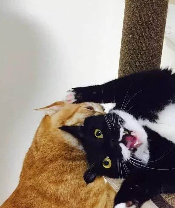 奶牛猫欺负橘猫体胖腿短,可没想到橘猫生气后,"橘势"快失控了_emmmmm