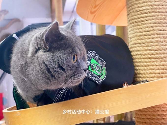 北京延庆大树与猫精品民宿,10个院子构成,艺术猫公馆与生态农场_大