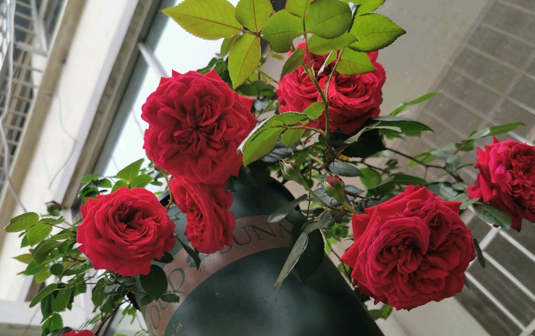 养护简单玫瑰国度的天使还是一款抗病能力十分强大的月季花,只要种植