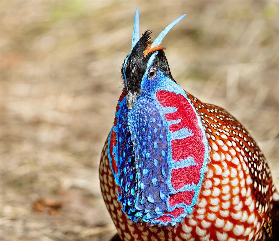 张家界出现"背水鸡",下到溪边找水喝,喝饱后用肉囊带回水,喂给小鸡喝