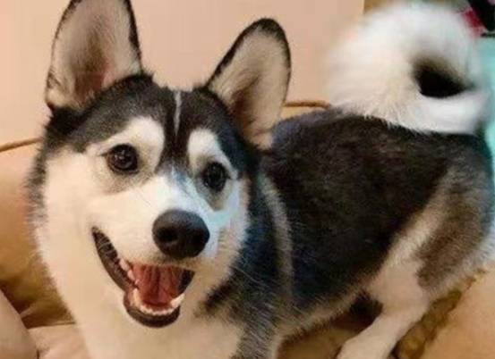 家里养了一条大型犬和一条小型犬 需要区别对待吗 狗狗 问题 骨骼