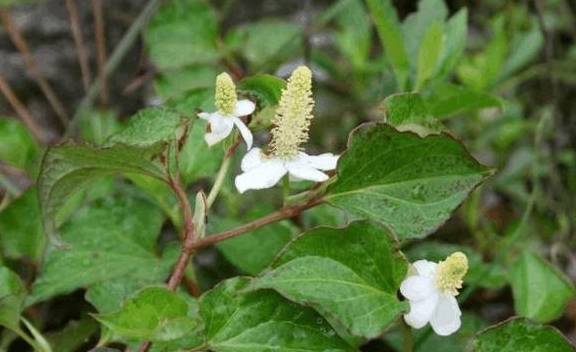 农村里的这6种蔬菜,你都认识吗,它们都可做药材_鱼腥草_功效_球菌