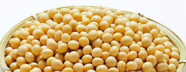 黄豆面膜的功效与作用_猪脚炖黄豆功效与作用_黄豆功效与作用