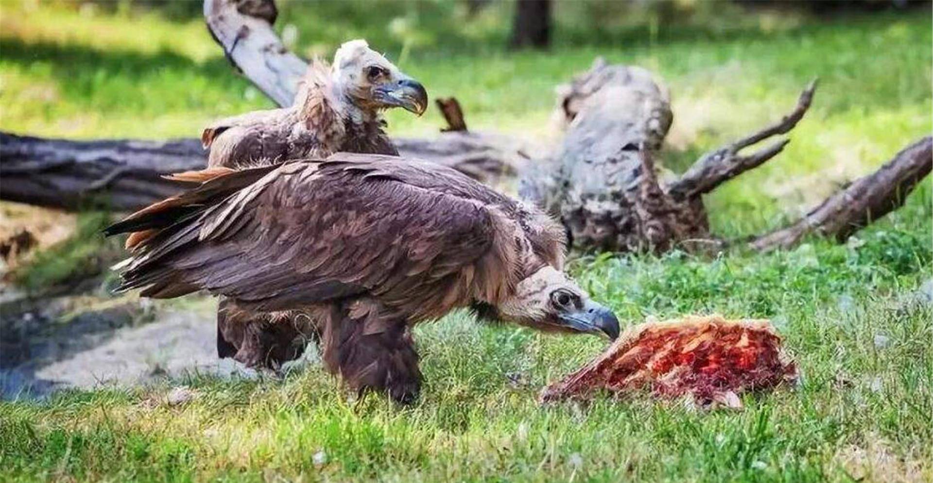 "腐肉之王"秃鹫,胃酸可腐蚀金属,百毒不侵却也有濒于灭绝危险_自然