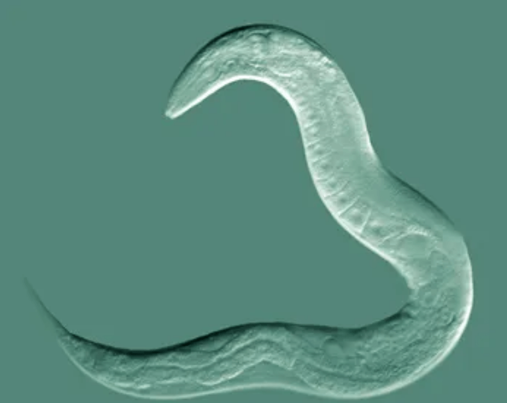 在非洲寄生三百万人的龙线虫,疑似出现在中国境内?