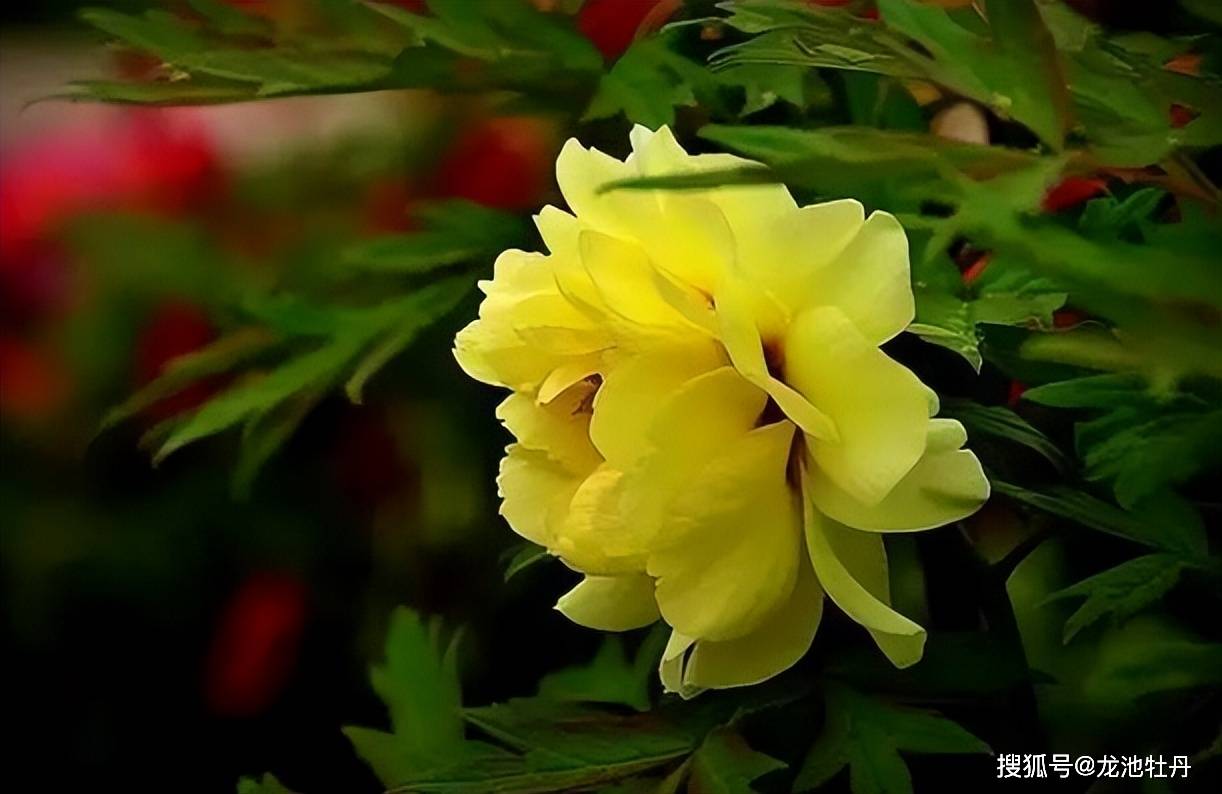 龙池牡丹 牡丹九大色系鉴赏指南 黄色系牡丹 品种 花瓣 花色