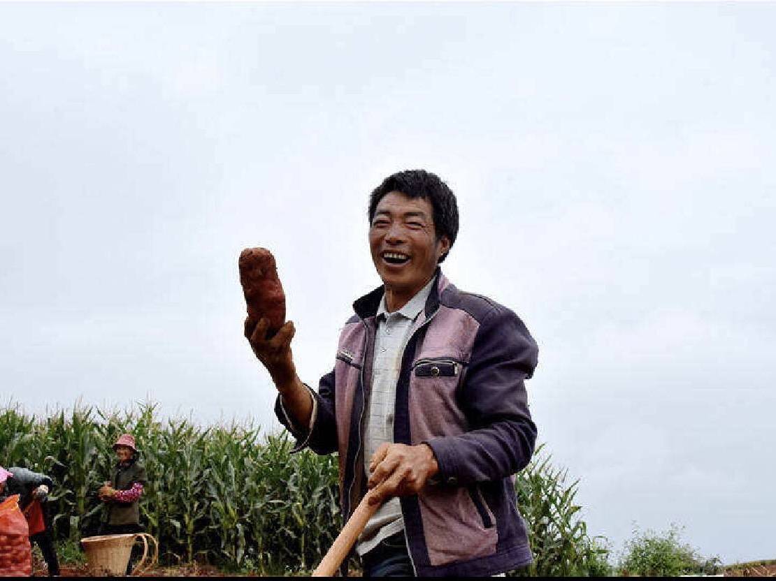 迷科野洋芋·迷科野洋芋系列产品（凉山）——第七届四川农业博览会最受欢迎农产品评选