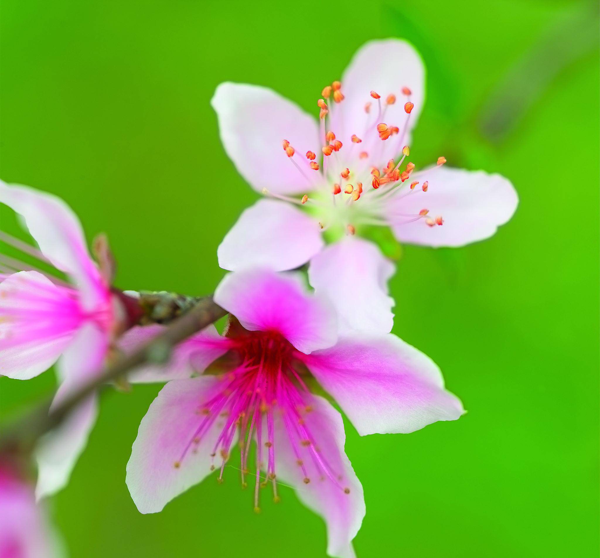 植物虱母头,花朵虽然小却很鲜艳,籽儿虽然"黏人"却很"聪明"_红花_红色