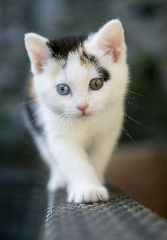 让你与生俱来就喜欢它,猫的秘籍在这里_人类_养猫_世界