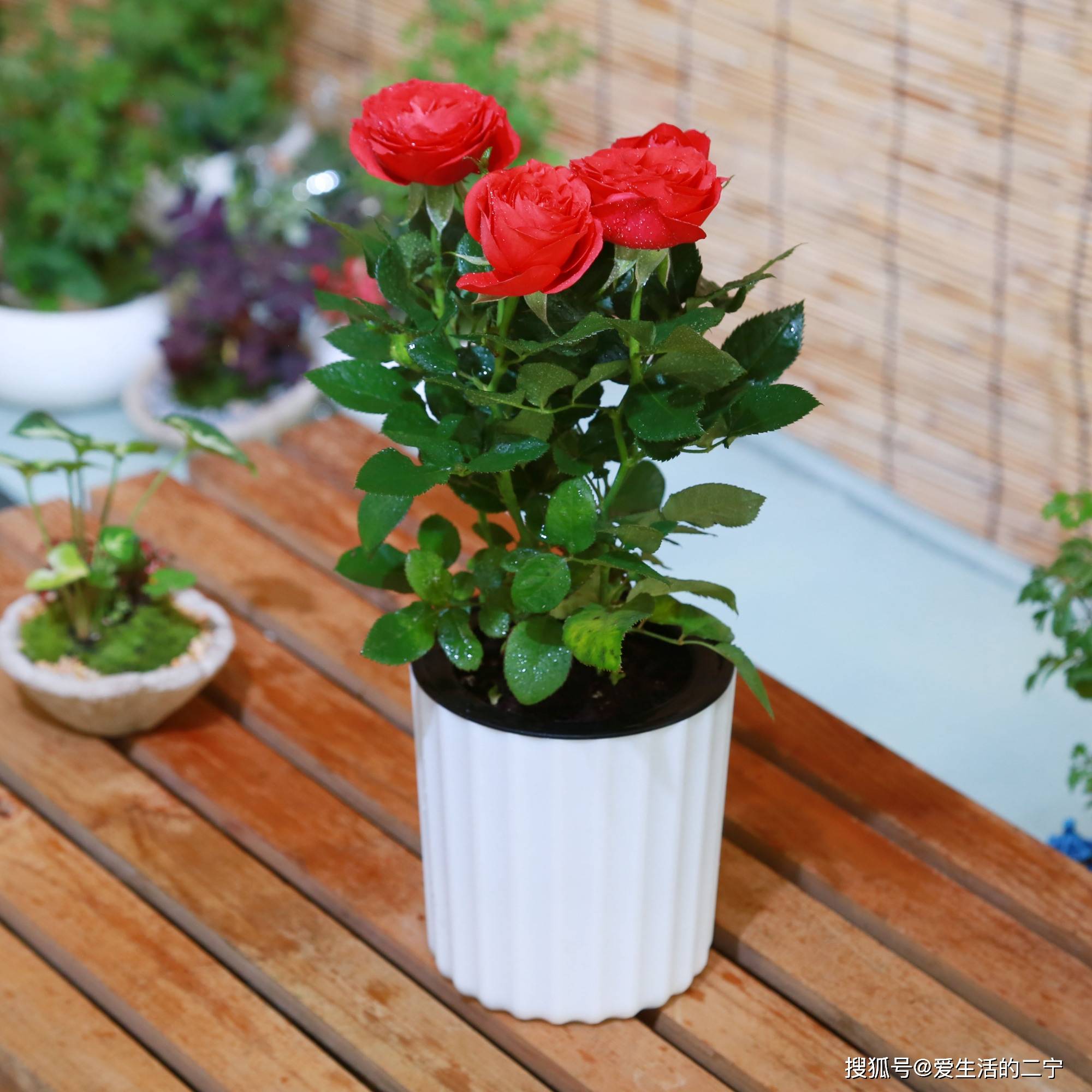 阳台上栽种月季花需要留意什么？