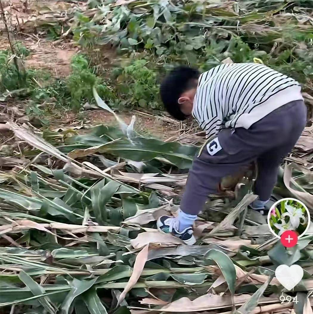 前几天我看到一个视频说小男孩家是农村的,有时间就和家里一起干农活