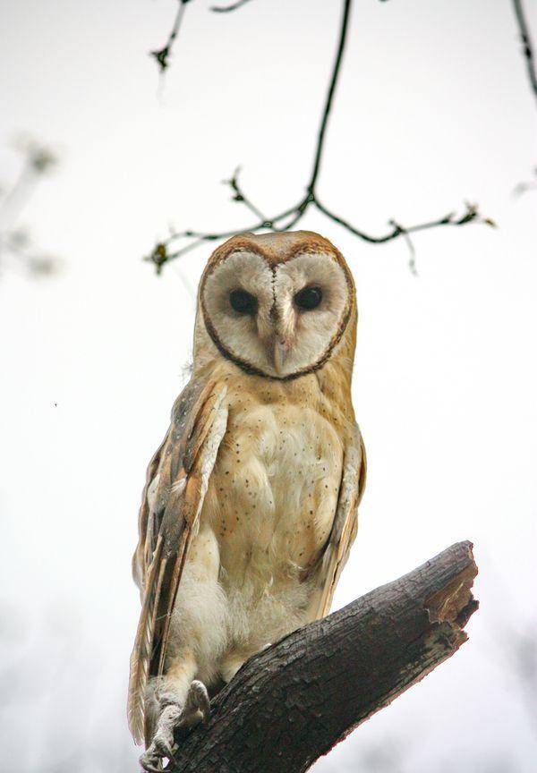 長著一張猴子臉的大鳥,沒有天敵卻活成了保護動物_貓頭鷹_方式_夜貓子