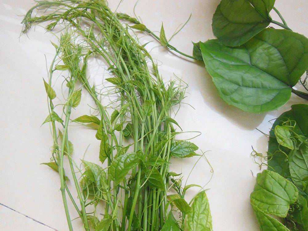 野菜,炒鸡蛋很美味,根煲汤还能祛风活络,俗称"牛尾结"_时候_金刚_朋友