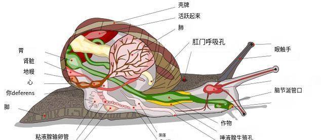 蜗牛排泄口在脑袋上,非要把屎拉在自己头上?_保护_进化_祖先