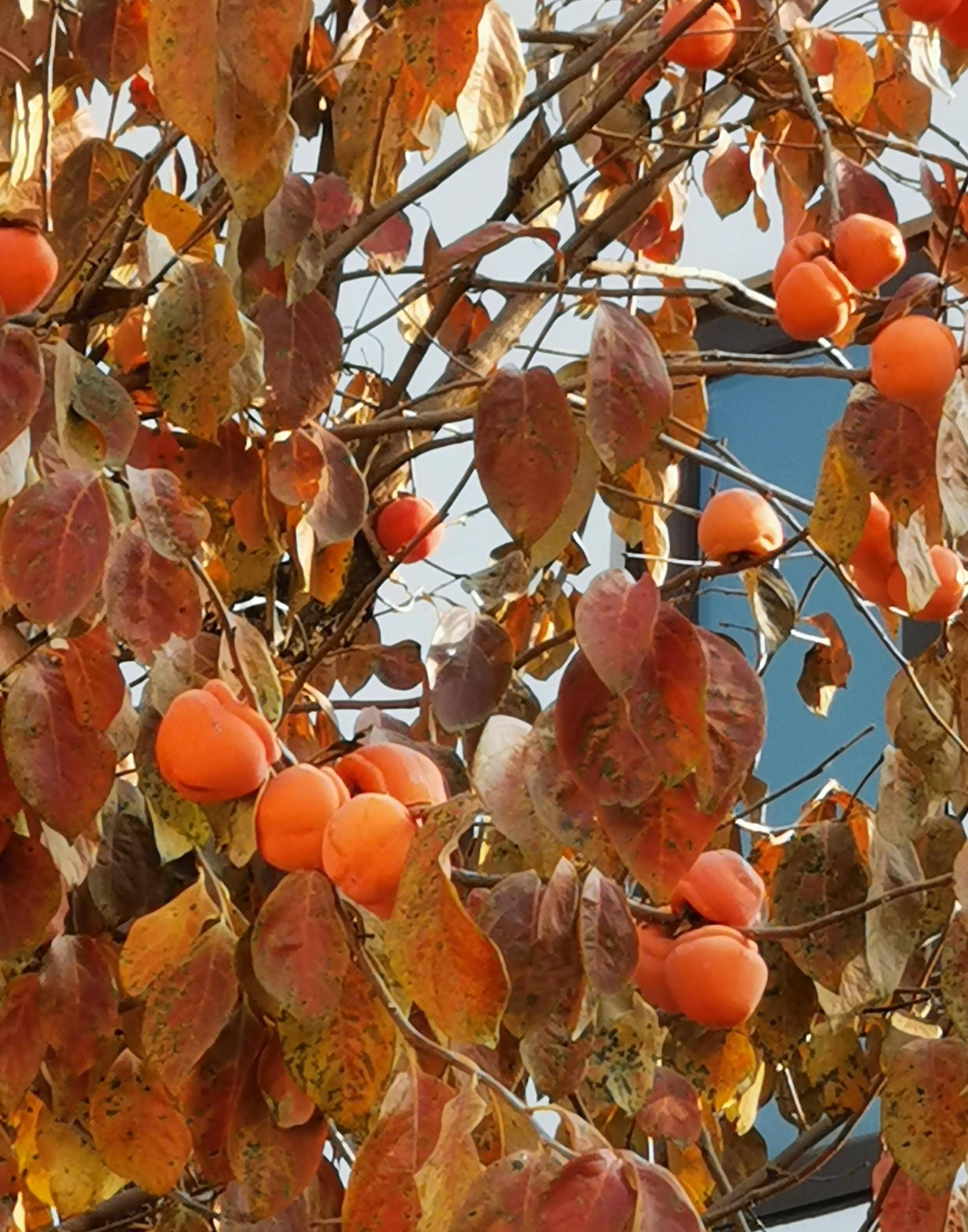 初冬的涉县赤水湾有一种美,叫柿子红了_枝头_季节_色彩