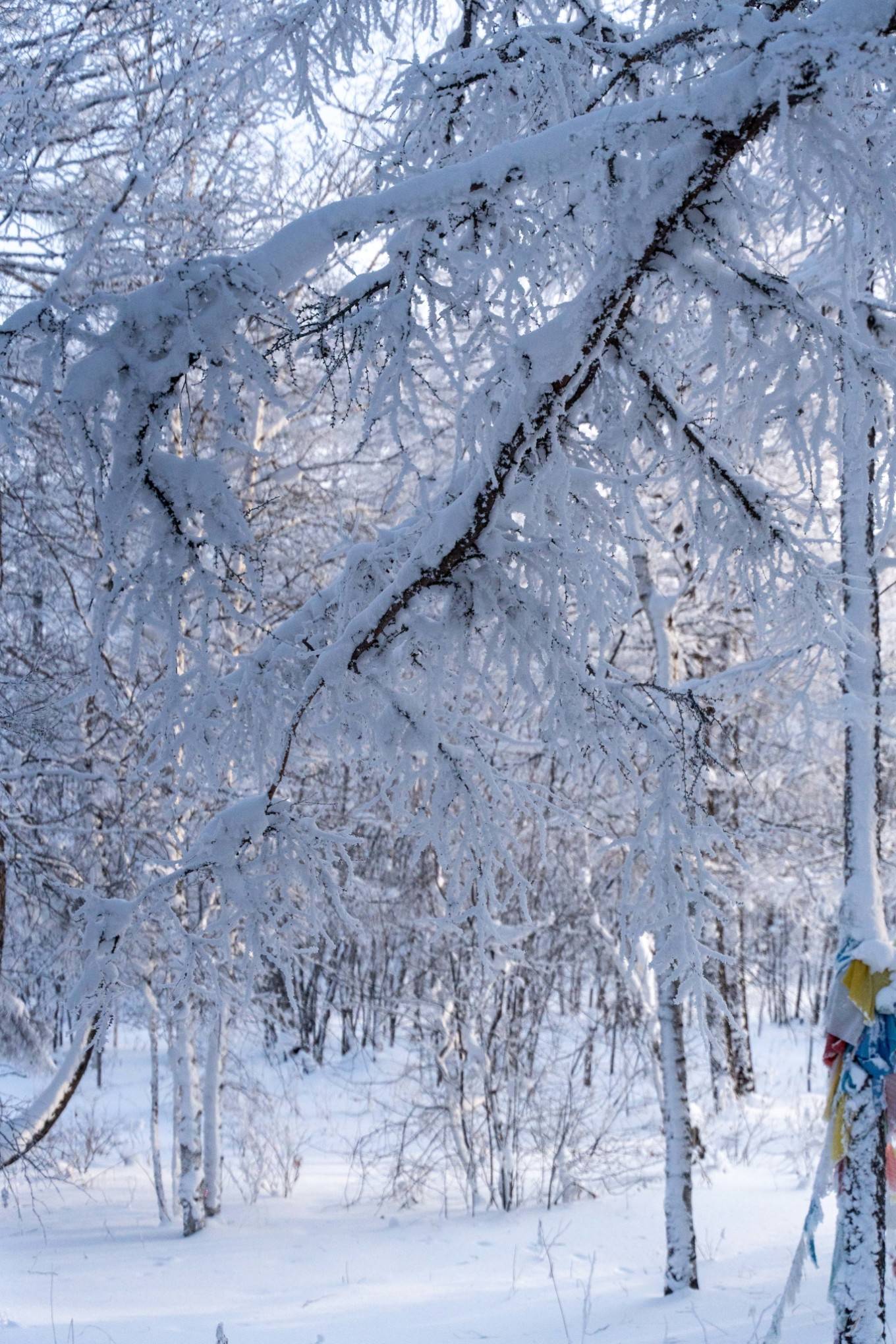 高耸入云的白桦林和落叶松在蓝天白云,满山白雪的映托下非常漂亮,抬头