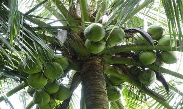 椰子真假细节（原创
            椰子种植广泛，椰子采收要注意什么呢？）