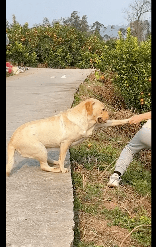 狗狗_事情_什么