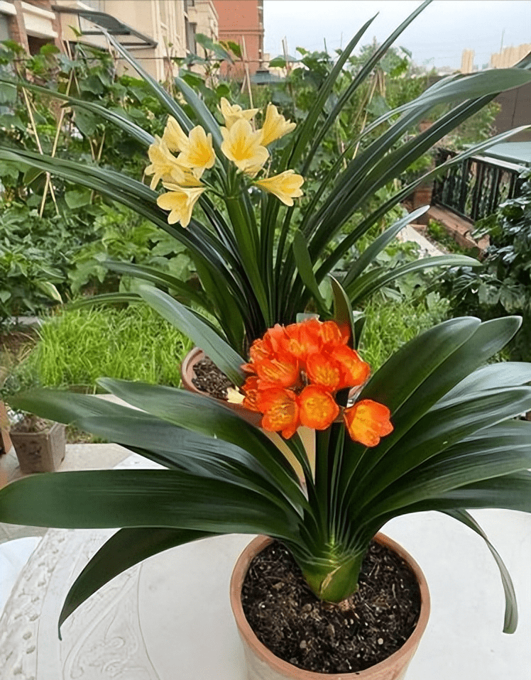 君子兰是很多花友都喜欢的花卉,品种丰富,观赏价值极高,看上去生机