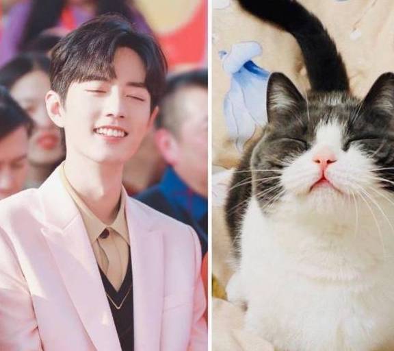 谁曾想过某一天,一只可爱的猫猫就可以上国内外热搜啊_肖战_坚果_天使