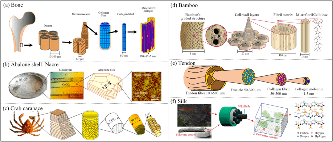 仿生技术,或仿生学,通常被定义为以生物实体和过程为模型的合成材料