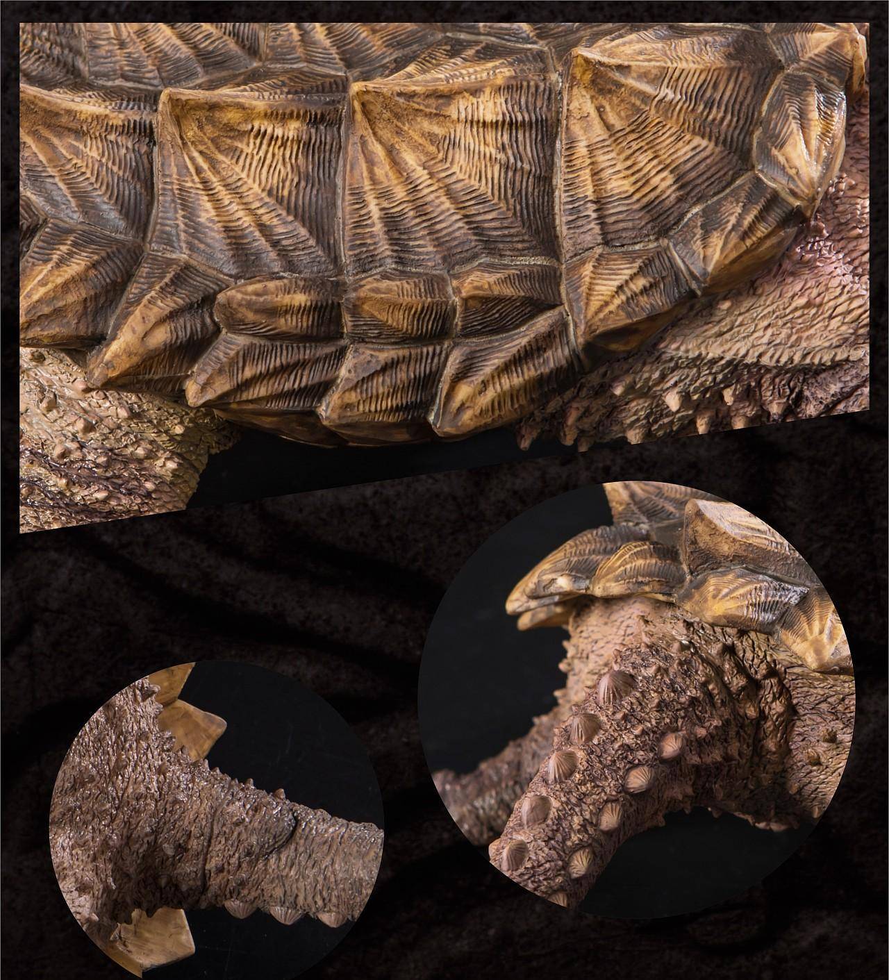 鳄龟舌头像虫子图片