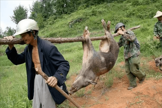 野猪局部泛滥,多地悬赏捕杀野猪!狩猎队表示:这钱不好挣